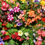 Znaczenie kolorów kwiatów