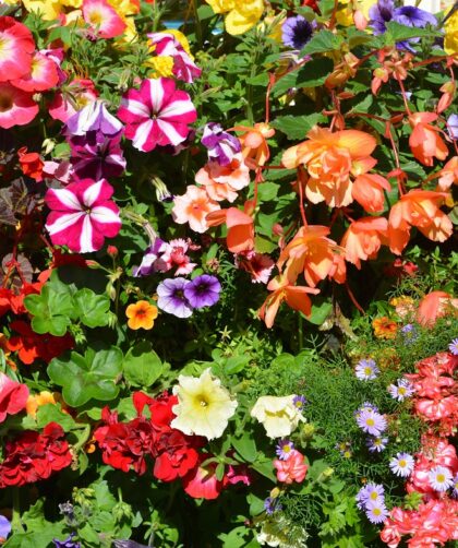 Znaczenie kolorów kwiatów